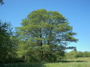 توسکای قشلاقی
